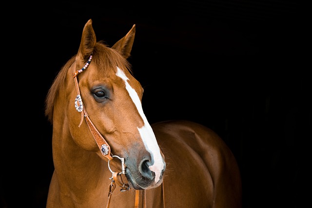 Clases De Montar A Caballo​