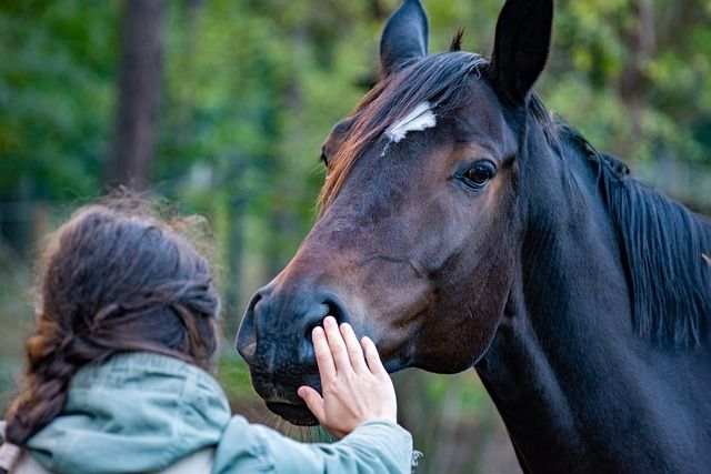 Equinoterapia