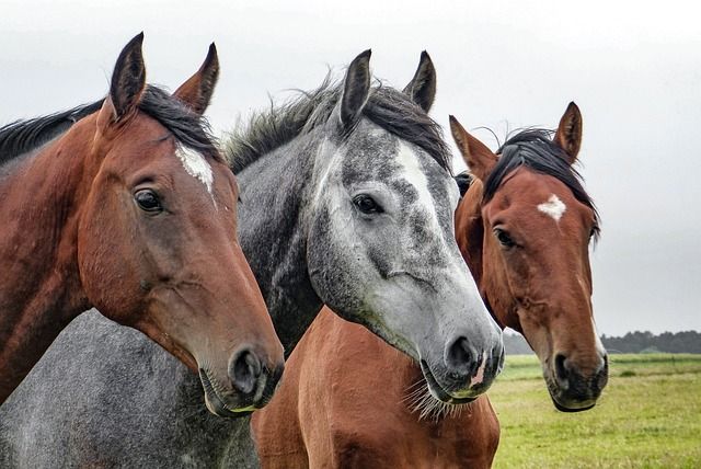 Clases De Montar A Caballo​